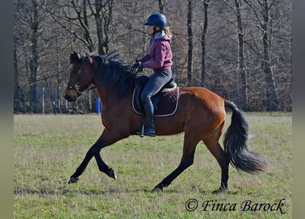 PRE, Jument, 5 Ans, 160 cm, Bai