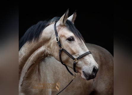 PRE Croisé, Jument, 5 Ans, 161 cm, Isabelle