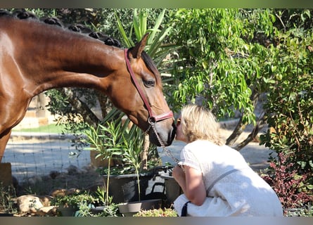 PRE Croisé, Jument, 5 Ans, 162 cm, Bai