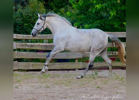 PRE Croisé, Jument, 5 Ans, 163 cm, Gris