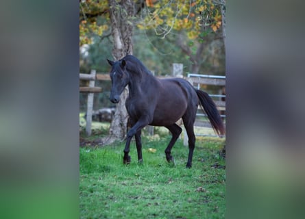 PRE Croisé, Jument, 5 Ans, 164 cm, Noir