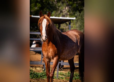 PRE, Jument, 5 Ans, 164 cm, Rabicano