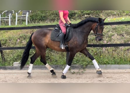 PRE Croisé, Jument, 5 Ans, 166 cm, Bai cerise