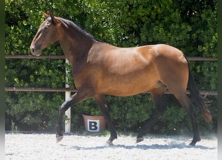PRE Croisé, Jument, 5 Ans, 166 cm, Bai cerise