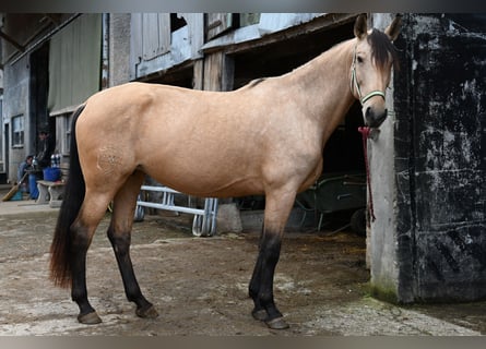 PRE, Jument, 5 Ans, 169 cm, Buckskin