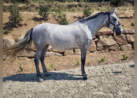 PRE, Jument, 5 Ans, 173 cm, Gris