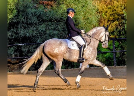 PRE, Jument, 5 Ans, 175 cm, Gris pommelé