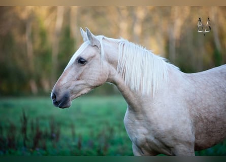 PRE, Jument, 6 Ans, 155 cm, Palomino