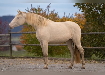 PRE, Jument, 6 Ans, 156 cm, Perlino