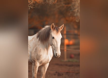PRE Croisé, Jument, 6 Ans, 162 cm, Gris