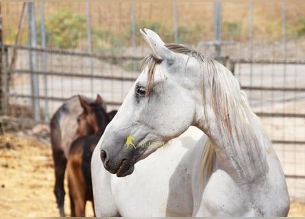 PRE, Jument, 6 Ans, 162 cm, Gris