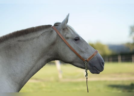 PRE Croisé, Jument, 6 Ans, 162 cm, Perle