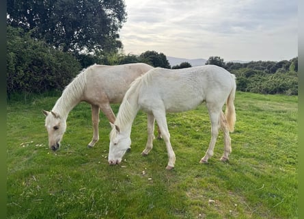 PRE Croisé, Jument, 6 Ans, 162 cm, Perlino