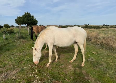 PRE Croisé, Jument, 6 Ans, 162 cm, Perlino
