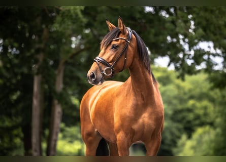 PRE Croisé, Jument, 6 Ans, 163 cm, Bai