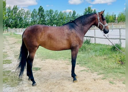 PRE Croisé, Jument, 6 Ans, 164 cm, Bai cerise