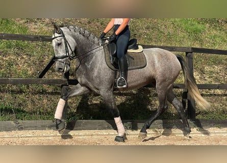 PRE Croisé, Jument, 6 Ans, 164 cm, Gris