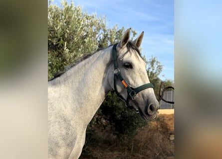 PRE Croisé, Jument, 6 Ans, 166 cm, Gris