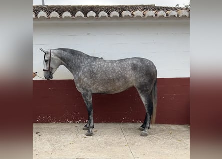 PRE, Jument, 6 Ans, 168 cm, Gris