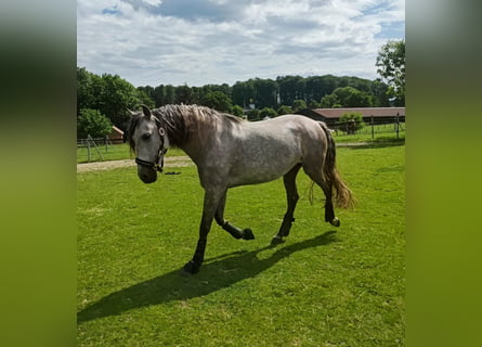 PRE, Jument, 7 Ans, 152 cm, Gris