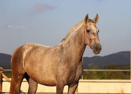 PRE Croisé, Jument, 7 Ans, 157 cm, Gris