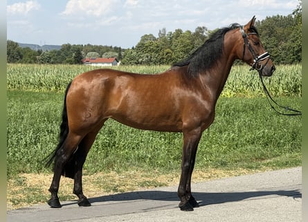 PRE, Jument, 7 Ans, 160 cm, Bai