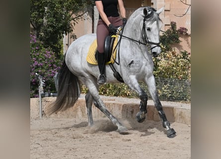 PRE Croisé, Jument, 7 Ans, 165 cm, Gris