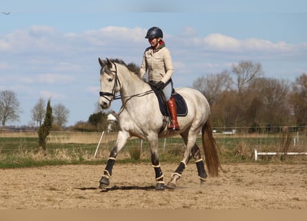 PRE, Jument, 7 Ans, 170 cm, Gris