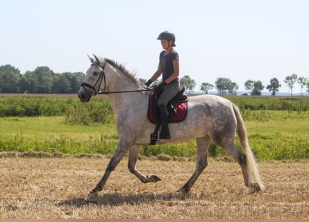 PRE, Jument, 7 Ans, 170 cm, Gris