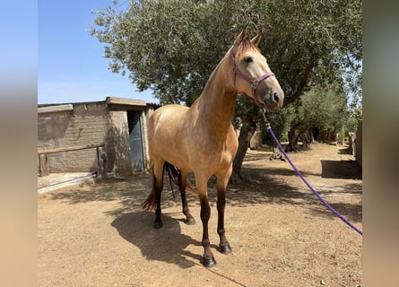 PRE Croisé, Jument, 7 Ans, Isabelle