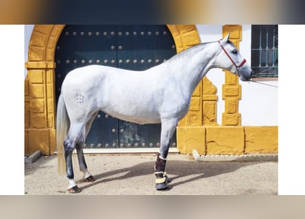 PRE Croisé, Jument, 8 Ans, 167 cm, Gris