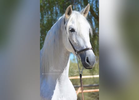 PRE, Jument, 8 Ans, Gris moucheté