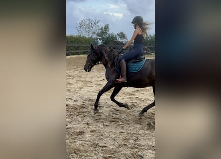 PRE Croisé, Jument, 9 Ans, 155 cm, Bai