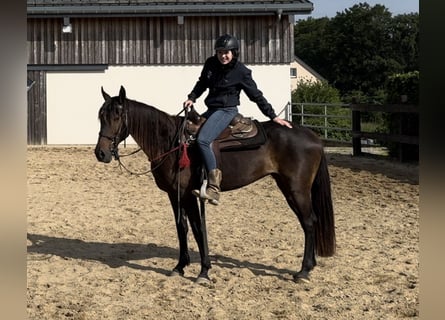 PRE Croisé, Jument, 9 Ans, 155 cm, Bai