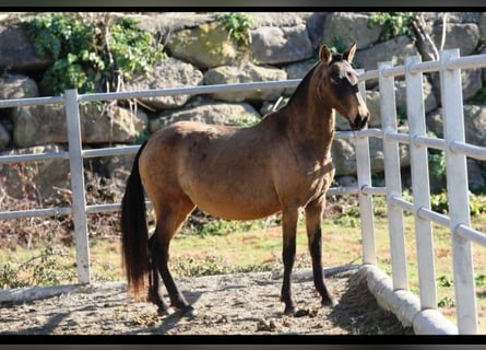 PRE Croisé, Jument, 9 Ans, 155 cm, Buckskin