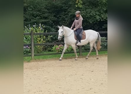 PRE Croisé, Jument, 9 Ans, 157 cm, Gris