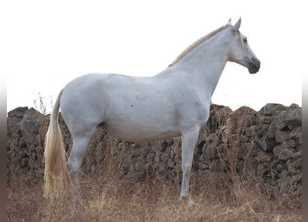 PRE Croisé, Jument, 9 Ans, 169 cm, Gris