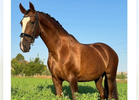 PRE Croisé, Jument, 9 Ans, 170 cm, Alezan brûlé