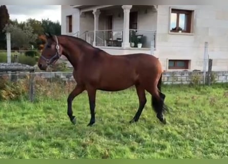 PRE Croisé, Jument, 9 Ans, 170 cm, Bai