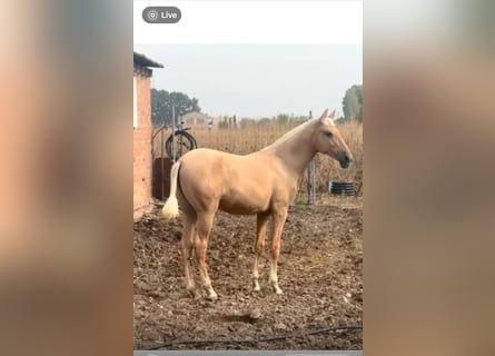 PRE Croisé, Jument, Poulain (01/2025), 150 cm, Palomino