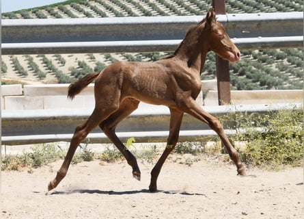 PRE, Jument, Poulain (05/2026), 158 cm, Perle