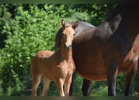 PRE, Jument, Poulain (04/2026), 160 cm, Buckskin