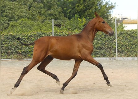 PRE, Jument, Poulain (09/2026), 162 cm, Bai