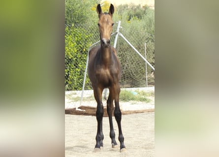 PRE, Jument, Poulain (05/2026), 165 cm, Buckskin