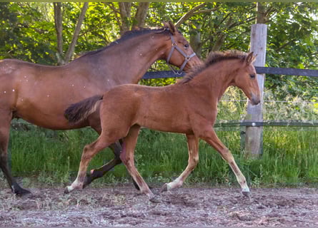 PRE, Jument, Poulain (02/2025), 168 cm, Bai