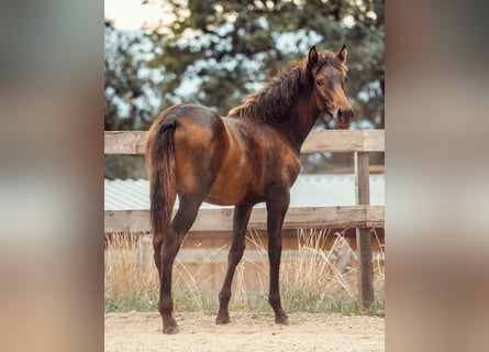 PRE, Jument, Poulain (01/2025), Bai
