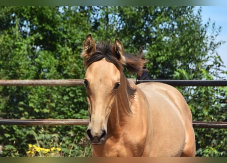PRE, Jument, Poulain (04/2025), Buckskin