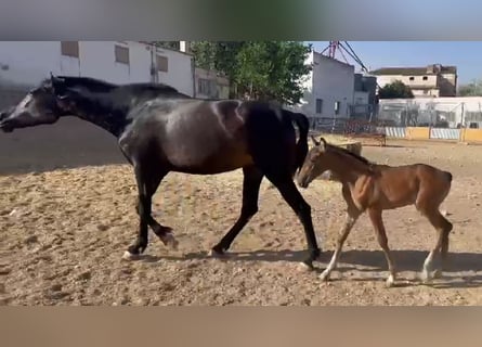 PRE, Jument, Poulain (06/2026), Buckskin