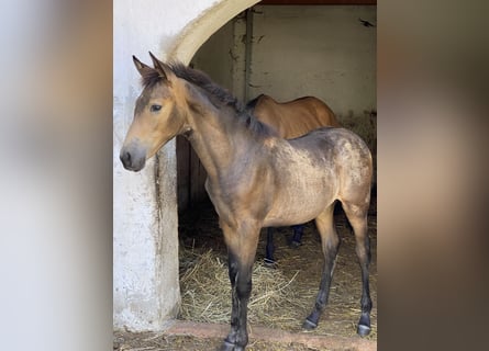 PRE, Jument, Poulain (04/2024), Isabelle