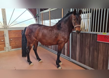 PRE Mix, Klacz, 10 lat, 163 cm, Gniada